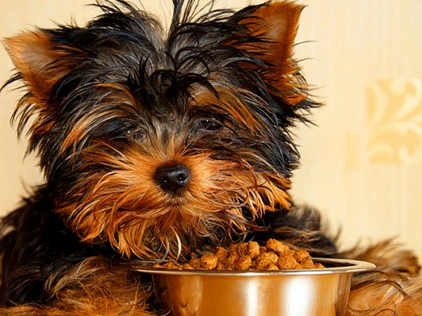 Pension-pour-chien-Loire
