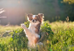 Éducation canine 42