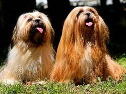 Garde chien Savigneux