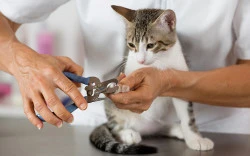 Pension pour chat Saint-Étienne