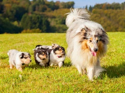 Pension pour chien Saint-Étienne