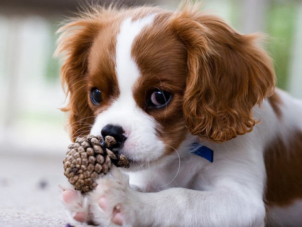 Garde-chien